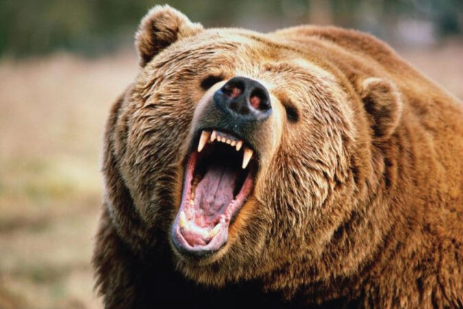 Bear Awareness